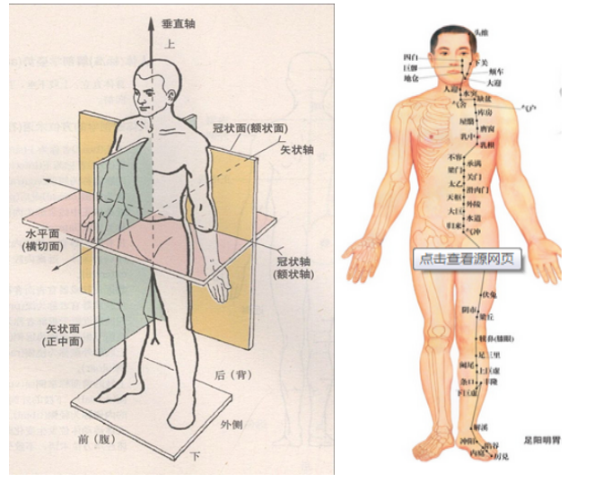 人体运动系统简易图图片